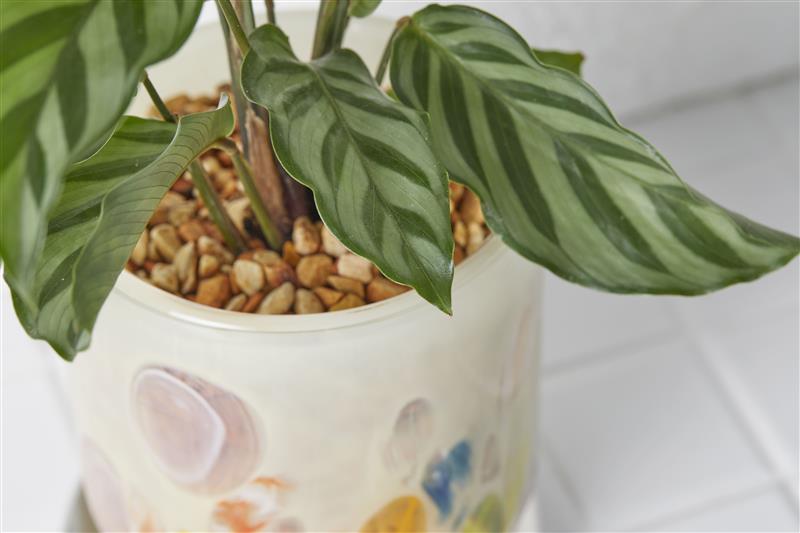 土の代わりにゼオライトを使用しています